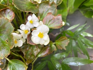White Begonia flowers are blooming in the rainy season.