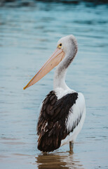 Portrait of a Australian pelican