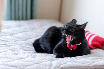 くろねこ