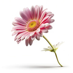 flying plants flowwer 