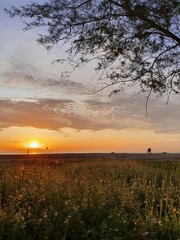 The golden light of the sun rising from the sea shines on the trees and grass, bringing them to life.
