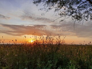 The golden light of the sun rising from the sea shines on the trees and grass, bringing them to life.
