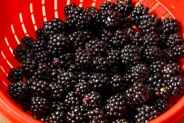 Blackberries in a sieve for cleaning