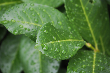 Green leaves with waterdrops after a rain