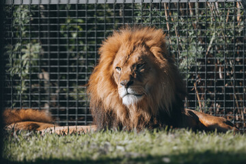 lion in the zoo