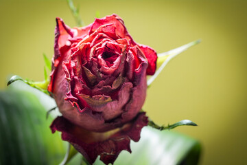 Concept shot of roses as a symbolic photo for love