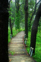 Paths through trees and grasslands