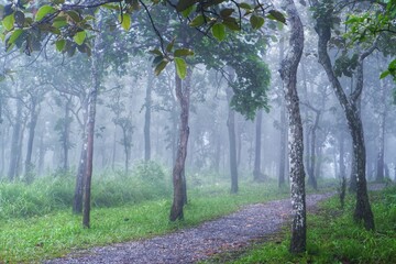 footpath in the forest
