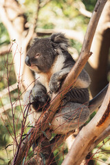 Koala Nestled in the Eucalyptus Tree
