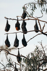 Grey-headed flying fox hanging from a tree in Australia