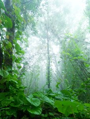 green forest in the morning