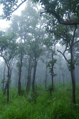 Trees in the forest