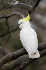 The sulphur-crested cockatoo (Cacatua galerita) in the blue mountains