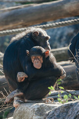 Mother and child chimpanzee embracing