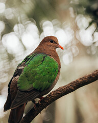 The emerald dove or common emerald dove (Chalcophaps indica), also called Asian emerald dove and grey-capped emerald dove, a widespread resident breeding pigeon native to the tropical and subtropic