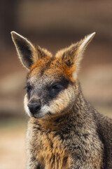 The swamp wallaby (Wallabia bicolor), also known as the black wallaby, is a small macropod marsupial of eastern Australia.
