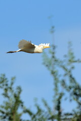 in volo