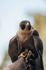 The wedge-tailed eagle (Aquila audax), also known as the eaglehawk at a bird show close-up