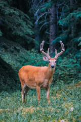 Wild deer in Canadian Rocky.