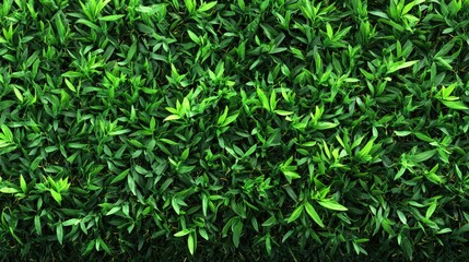 Green grass texture background. Perfect for presentations and web designs.