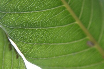 green leaf macro