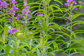 Chamaenerion angustifolium is a perennial herbaceous flowering plant in the willowherb family Onagraceae. fireweed, rosebay willowherb. 3340 Wonderland Cir, Houston, Alaska