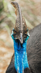 a high-quality close-up image of a cassowary, Australia