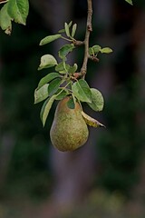pear