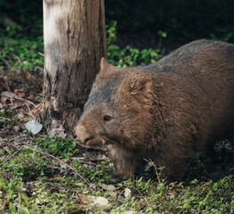 The common wombat (Vombatus ursinus), also known as the bare-nosed wombat close-up