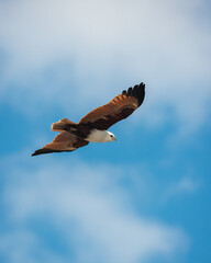 The brahminy kite (Haliastur indus), also known as the red-backed sea-eagle in the sky in Australia.