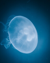 jelly fish in the aquarium