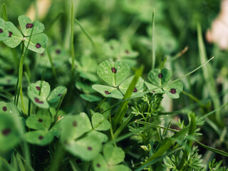 Green clovers in the garden