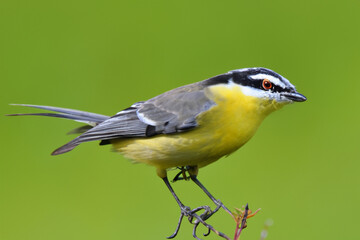 Naklejka premium Hummingbirds and birds in the forest near trees. nature flower green concept. small bird is on a branch with a brightly colored wing. hummingbirds on a branch in a forest with flowers colorful.