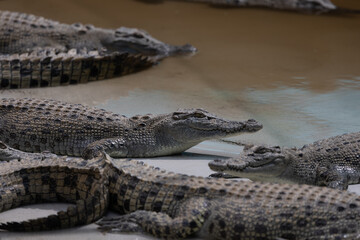 The saltwater crocodile (Crocodylus porosus) juvenile in a crocodile farm in Australia