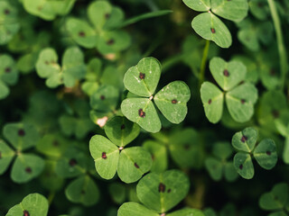 Green clovers in the garden