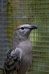 The great bowerbird (Chlamydera nuchalis) close-up