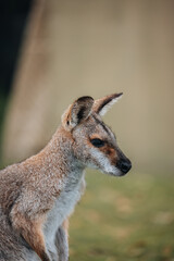 The black-striped wallaby (Notamacropus dorsalis), also known as the scrub wallaby or eastern brush wallaby close-up