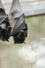 Hanging black flying fox or black fruit bat (Pteropus alecto)