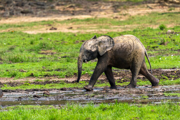 Fototapeta premium African forest elephants, Loxodonta cyclotis, in Dzanga Bai of Central African Republic. Forest elephants congregate in forest clearings for mineral rich mud.