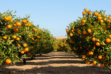 A field of citrus and tangerines. Tree farmer agriculture concept. Tangerine and fruit in a field under a blue sky. Field of tangerines and citrus against a blue sky lifestyle.