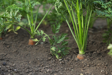 Obraz premium Many carrots growing in soil outdoors, closeup