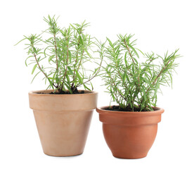 Aromatic rosemary plants in pots isolated on white