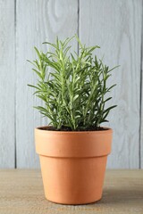 Rosemary plant growing in pot on wooden table. Aromatic herb