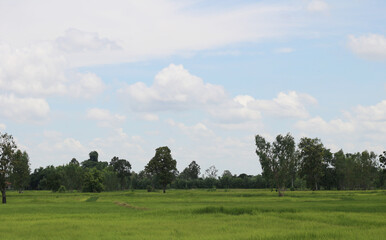 field with tree and a sky with clouds
