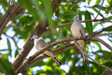 A pair of doves on a tree branch