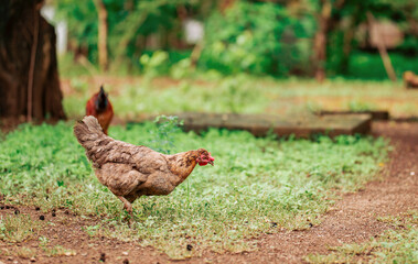Close up of beautiful farm hen eating in the grass. Portrait of a farmer hen eating in the yard