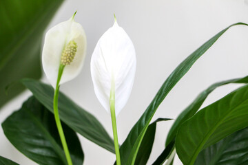 Close up of the front and back of beautiful white flowers of a Peace Lily indoor houseplant (also known as Spathiphyllum wallisii, White Sails, Spathe Flower). Selective focus