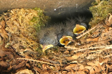 Junge Zaunkönige im Nest