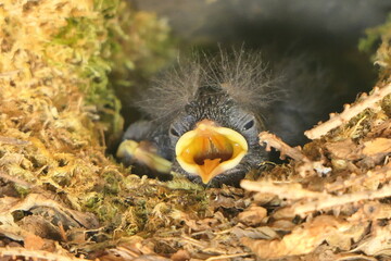 Junge Zaunkönige im Nest