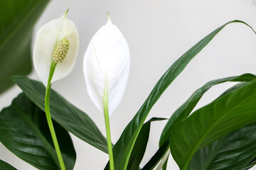 Selective focus close up shot of front and back of beautiful white flowers of a Peace Lily indoor...